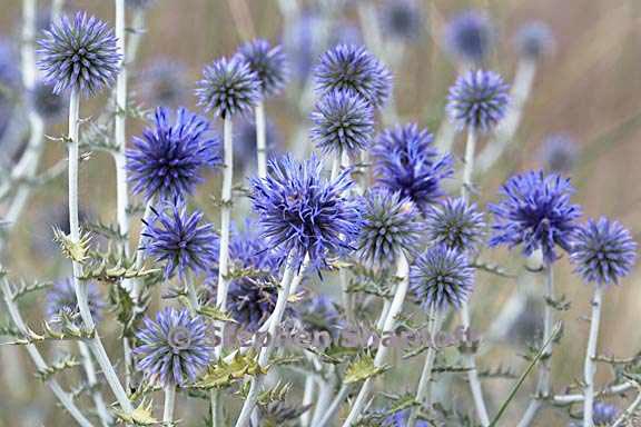 echinops ritro d graphic